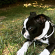 Illustration for article titled 39 *Scratchy Scratchy* Photos of Dogs